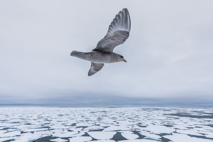 Баренцево море. Фото: Кирилл Уютнов Баренцево море. Фото: Кирилл Уютнов