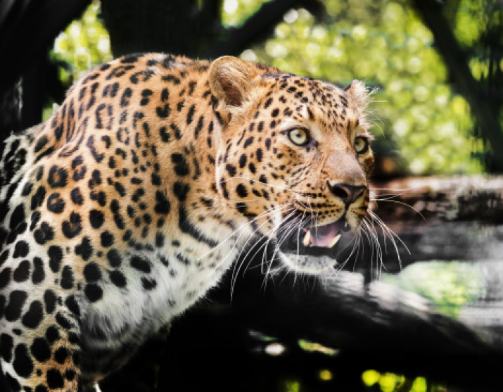 Переднеазиатский леопард. Фото: Олег Богданов