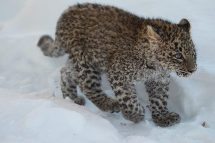 Котёнок леопарда. Фото: Умар Семёнов. Центр восстановления леопардов на Кавказе