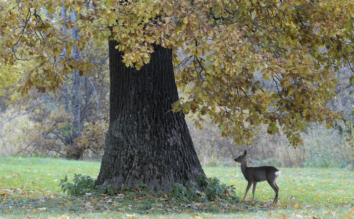 Косуля и древний дуб в заповеднике "Брянский лес". Фото: Игорь Шпиленок