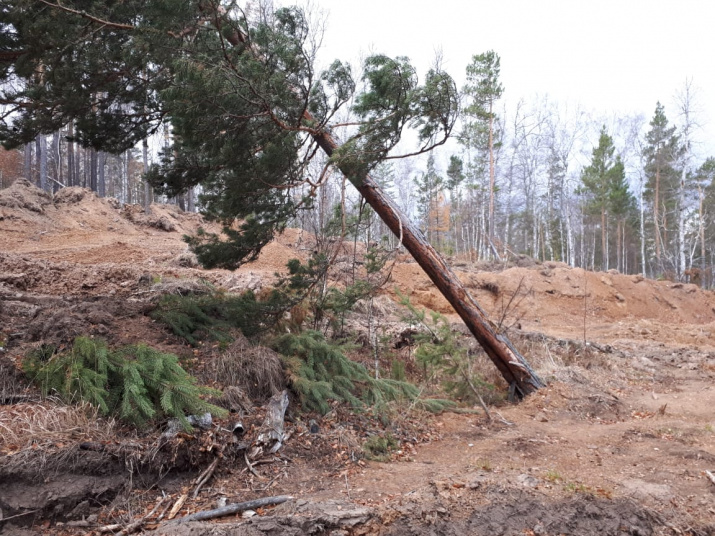 Последствия геологоразведки в лесах Крыктытау
