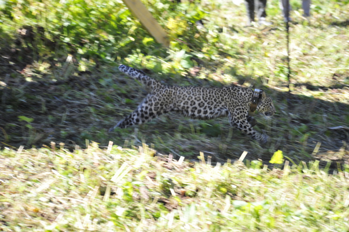 Выпуск леопардов в Кавказском заповеднике. Фото: Сергей Трепет