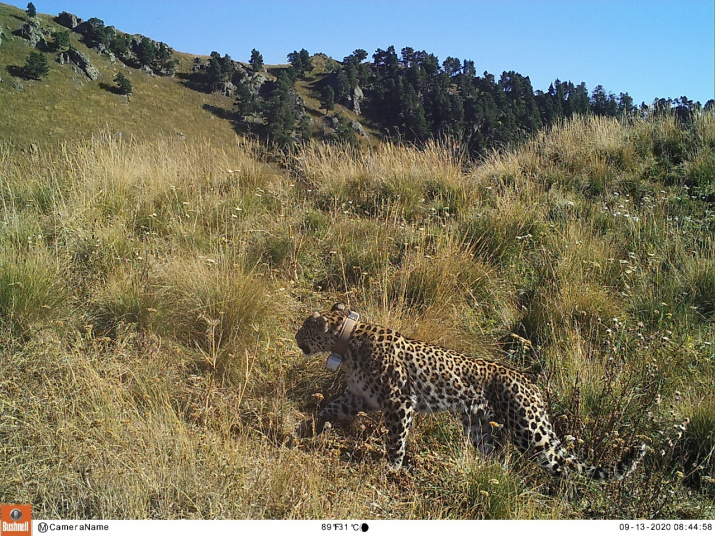 Переднеазиатский леопард Кодор. Фото предоставлено Институтом проблем экологии и эволюции имени А.Н. Северцова РАН Переднеазиатский леопард Кодор. Фото предоставлено Институтом проблем экологии и эволюции имени А.Н. Северцова РАН