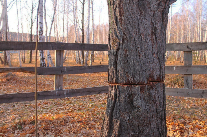 Повреждение лиственницы бензопилой. 30 октября 2020 г. Фотоматериал: https://vk.com/wall-153156628_133527