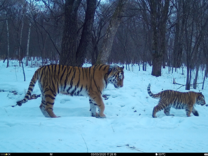 Тигрица Лазовка с тигрёнком. Фото предоставлено Центром "Амурский тигр"