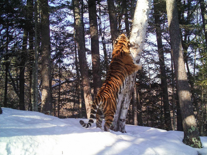 Амурский тигр, Национальный парк "Бикин". Фото предоставлено Центром "Амурский тигр"