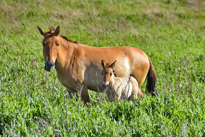 Первый жеребёнок лошади Пржевальского, родившийся в Оренбургских степях. Фото: Александр Чибилёв