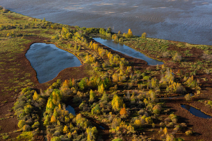 Васюганские болота. Фото: Дарья Афонасова