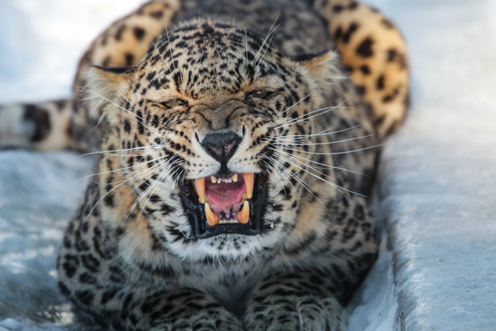 Переднеазиатский леопард. Фото: Умар Семёнов
