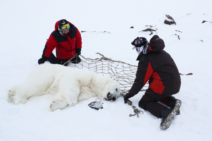 Подготовка к взвешиванию самца белого медведя. Фото: Гавриил Григоров