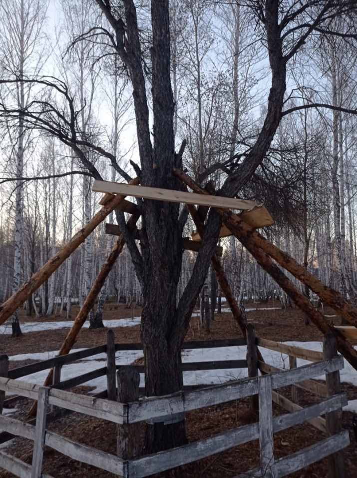 что стало с кужановскими лиственницами