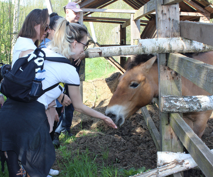 Знакомство с лошадьми Пржевальского. Фото предоставлено Смоленским региональным отделением