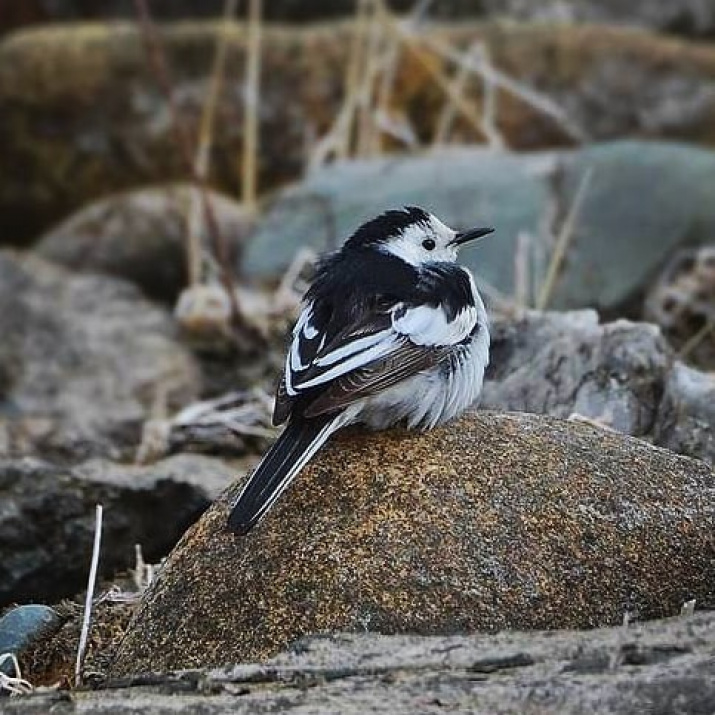 Китайская трясогузка. Автор фото Сергей Чумаков