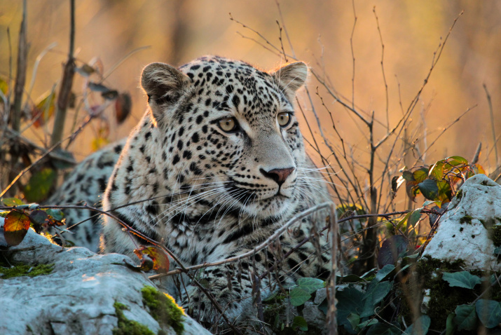 Центр восстановления леопардов на Кавказе. Фото: Умар Семёнов