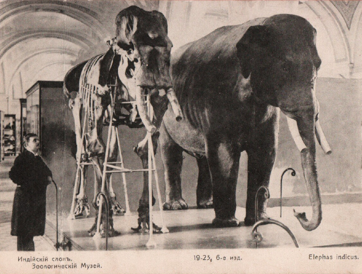 Индийский слон. Зоологический музей. Фото: pastvu.com