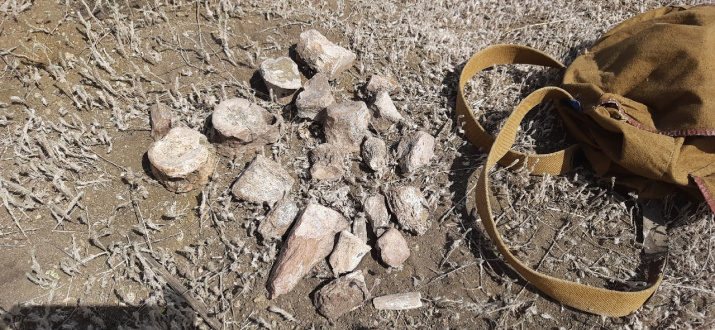 Найденные остатки ящеров. Фото Наталии Вълковой