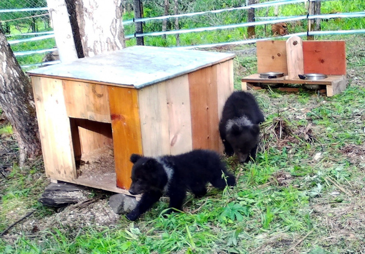 Такими медвежата были ещё три месяца назад. Фото: Юрий Калинкин
