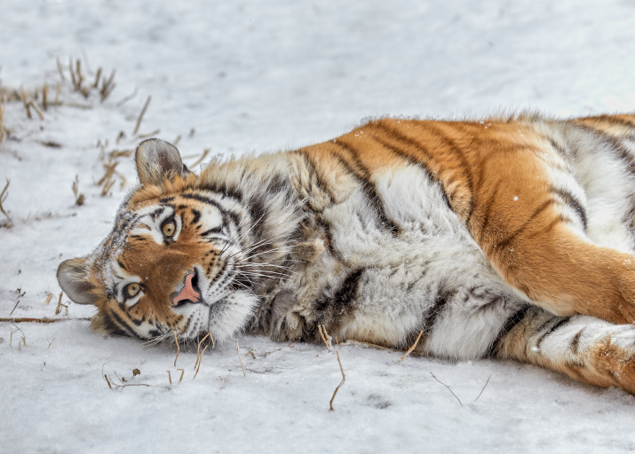 Тигр зимой. Фото: Олег Богданов