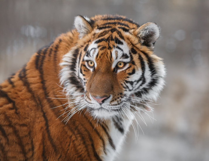 Амурский тигр. Фото: Олег Богданов
