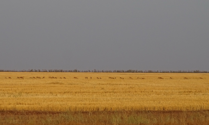 Сайгаки на стерне на востоке Палласовского района Волгоградской области. Фото И.Смелянского
