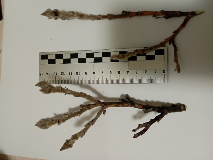 Согласно приложению iNaturalist, ива мохнатая (Salix lanata)