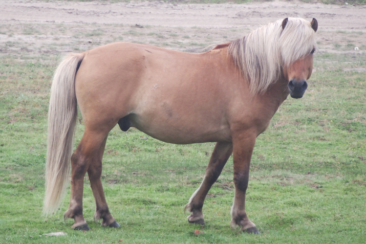 Якутская лошадь обладает своей особенной красотой. Фото А.Петровой