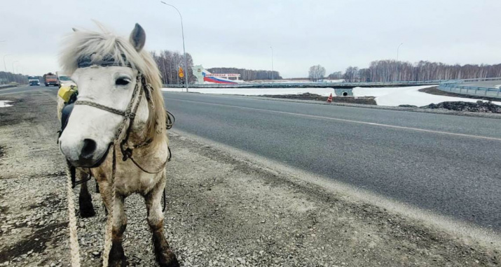Стойкость и уравновешенный нрав – одни из главных достоинств якутской лошади. Фото Д. Винокурова