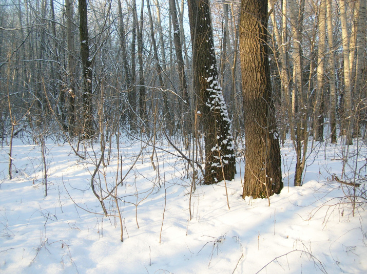 Зима в Непейцевском дендропарке. Фото В.П. Путенихина