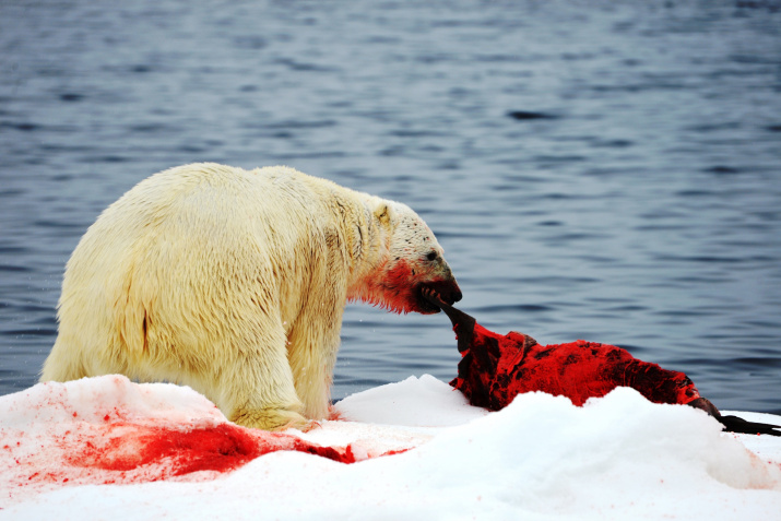 Белый медведь с добычей. Фото автора Белый медведь с добычей. Фото автора