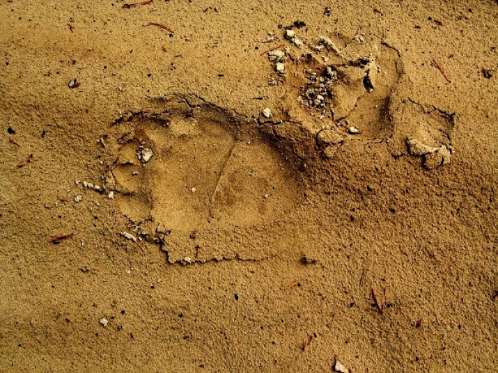 Медвежий след. Фото Министерства экологии Красноярского края