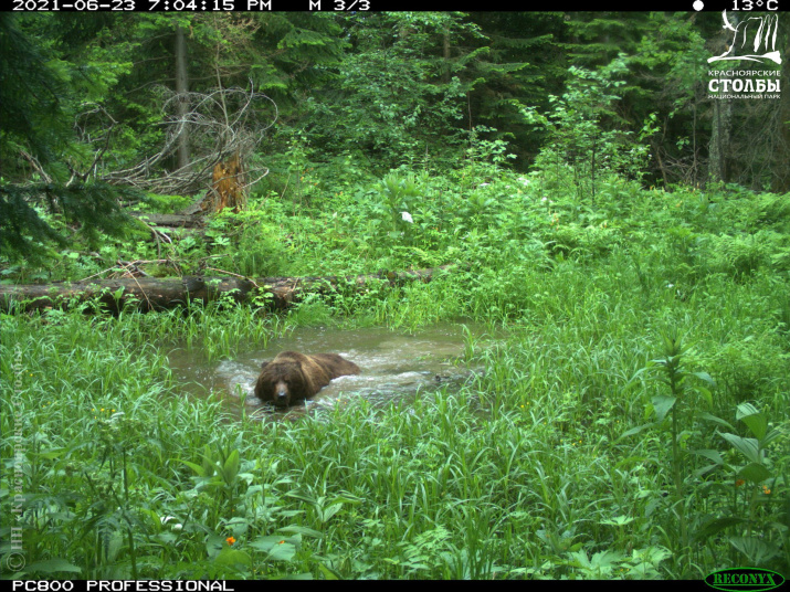 Купание бурого медведя. Фото НП "Красноярские Столбы"