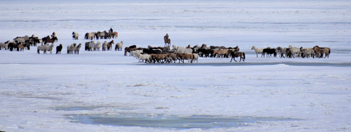 Табуны на весеннем льду. Фото п. Ноговицына
