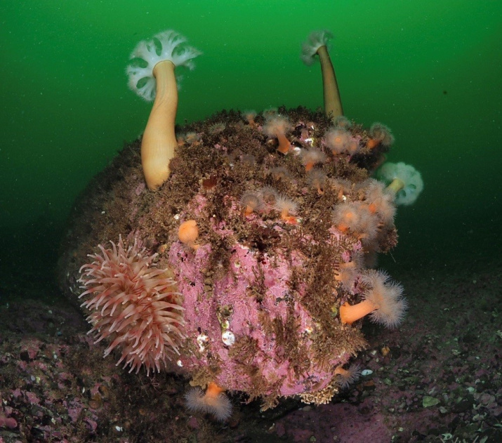 Сверху на валуне – высокие актинии Metridium farcimen, i. (фото А.В. Коробка)