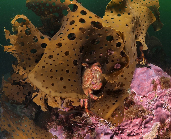 Волосатый краб Telmessus cheiragonus в водоросли Agarum (фото А.В. Коробка)