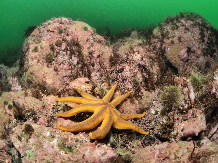Морская звезда Solaster endeca. Фото А.В. Коробка)