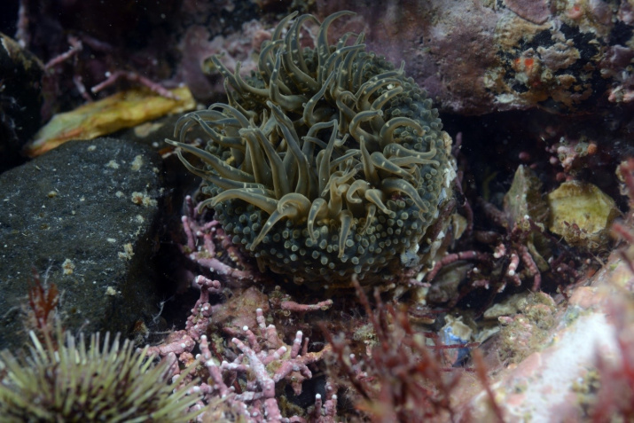 Актиния Anthopleura orientalis. Фото Н.П. Санамян