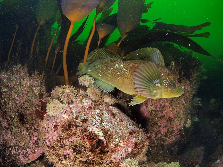 Зайцеголовый терпуг Hexagrammos lagocephalus и морские ежи Strongylocentrotus sp. (фото А.В. Коробка)