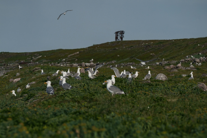 Остров населяют более 40 видов птиц, включая краснокнижных.Фото: пресс-служба РГО/Анна Юргенсон
