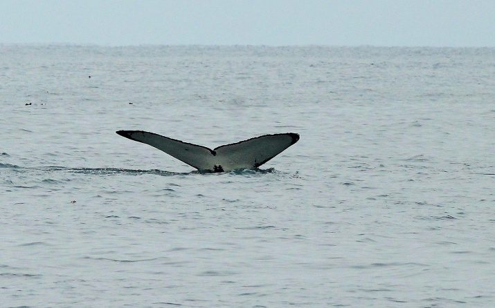 Один из кормящихся в Авачинском заливе горбатых китов. Фото Б. Бубнова