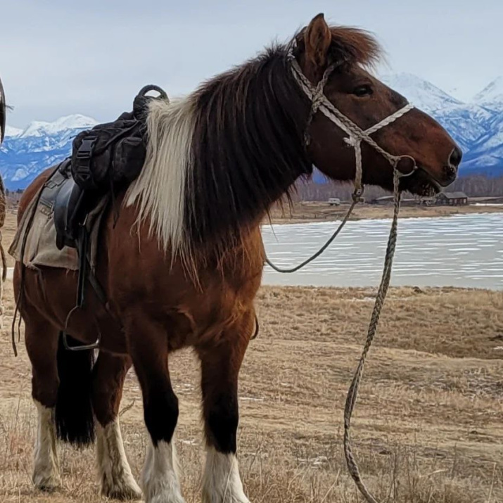 Красавец Айан — самая большая потеря в ходе экспедиции. Фото: Telegram-канал "Всадники Севера" Красавец Айан — самая большая потеря в ходе экспедиции. Фото: Telegram-канал "Всадники Севера"