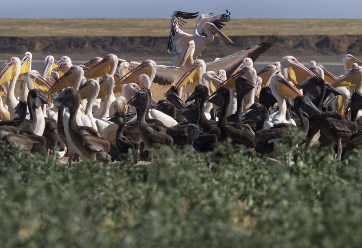 Пеликаны всегда кормят птенцов на одном и том же месте. Фото: Ольга Католичук