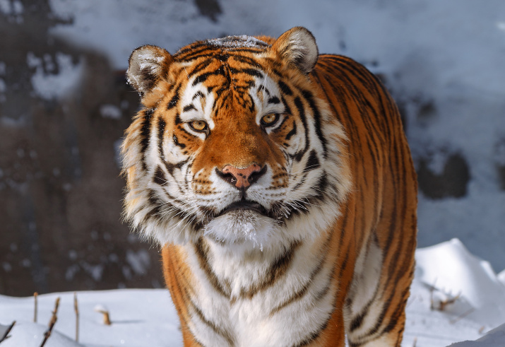 Благополучие тигра тесно связано со всей экосистемой Дальнего Востока. Фото: Олег Богданов
