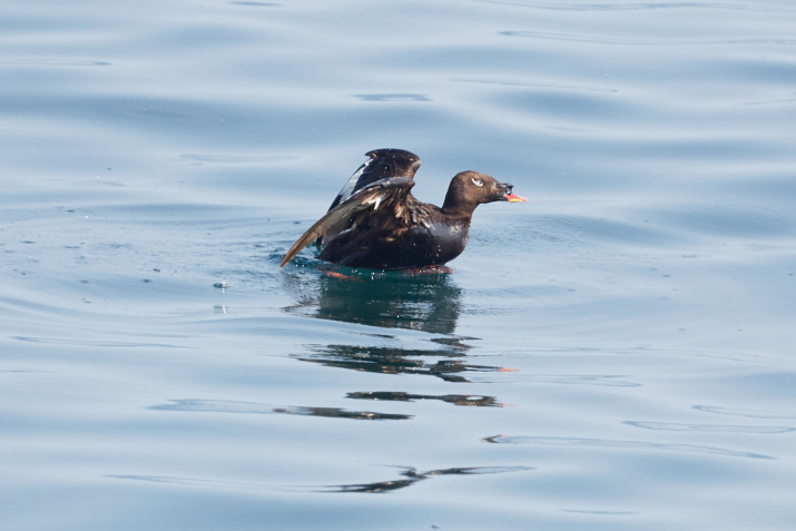 Горбоносый турпан. Фото: Айса Тупицына