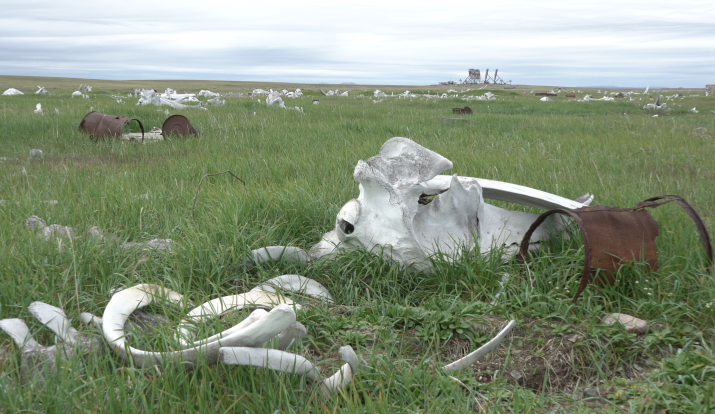 Костями китов покрыта огромная площадь, где когда-то был аэродром. Фото: Вадим Витовцев