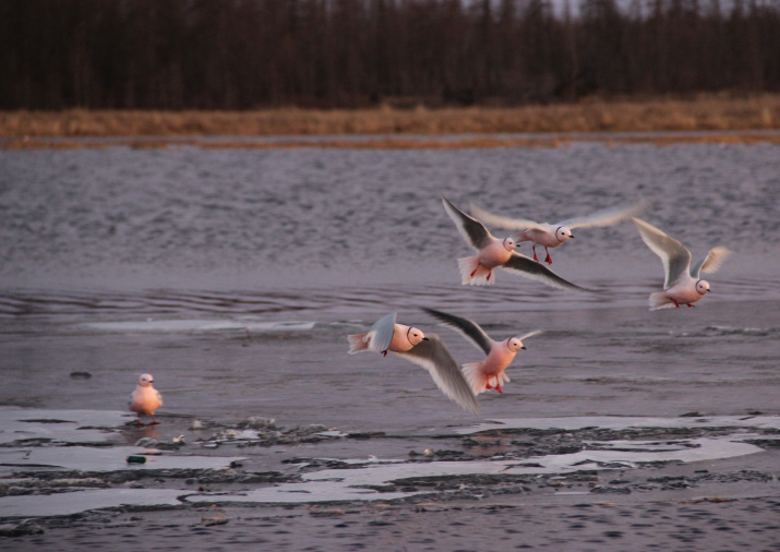 Около восьмидесяти лет розовая чайка слыла в орнитологических кругах "Летучим Голландцем". Фото: Иван Белоногов
