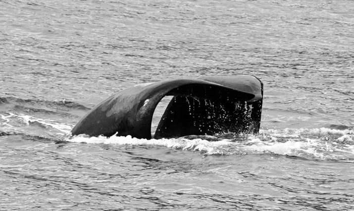 Фото 2. Японский кит, встреченный 19.08.2022 г. с деформированными хвостовыми лопастями