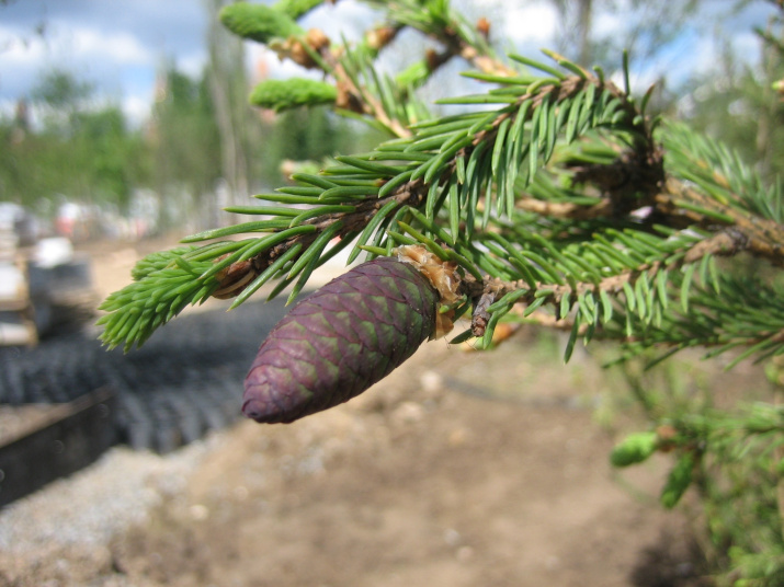 Picea abies L. Начало разделения хвои. Фото: Светлана Казарова