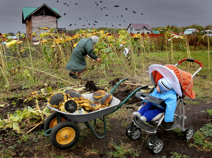 Урожая хватит всем! Фото: Юлия Боровикова / Предоставлено РГО