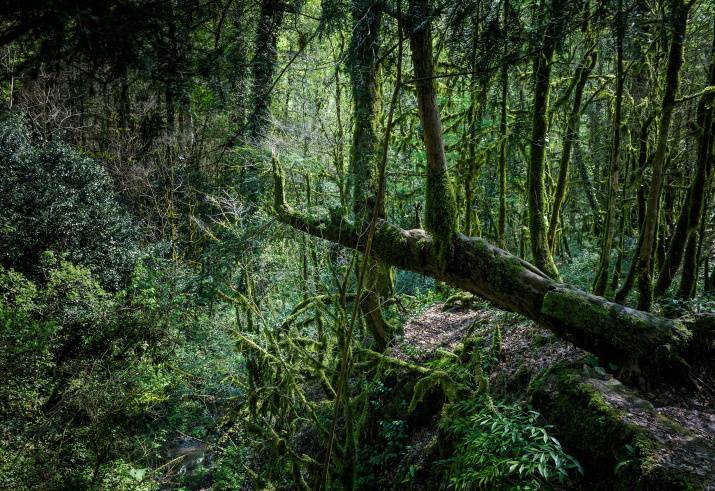 Тисо-самшитовая роща - это реликтовый лес, такие росли на планете десятки миллионов лет назад. Фото: Алексей Сизов