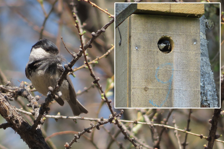 Заселение искусственных гнездовий. Фото заповедника "Хакасский"